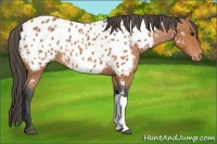 Horse Color:Bay Near Leopard 