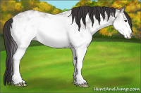 Horse Color:White Spotted Buckskin Ice Dun