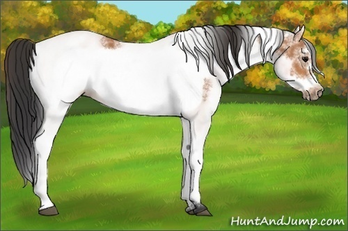 Horse Color:White Spotted Bay Frame