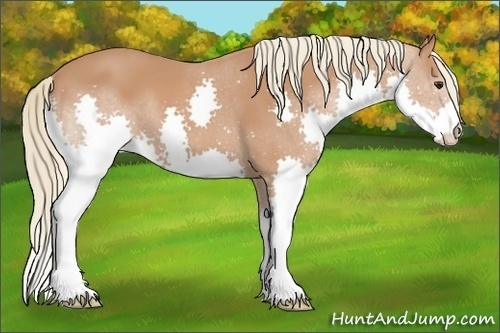 Horse Color: Chestnut Splash 