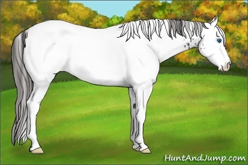 Horse Color: White Spotted Black Splash Blanket Rabicano 