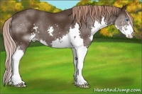 Horse Color:Liver Chestnut Splash