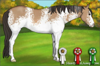 Horse Color:White Spotted Bay Dun 