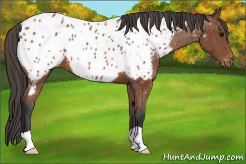 Horse Color: Bay Near Leopard 
