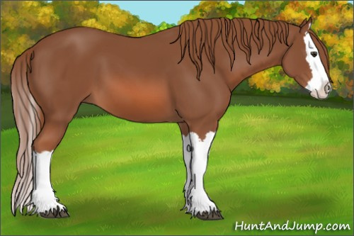 Horse Color: Liver Chestnut Splash 