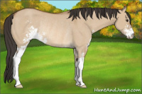 Horse Color:Bay Dun Sabino Rabicano 