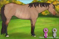Horse Color:Bay Dun Rabicano 