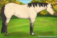 Horse Color:Buckskin Dun Rabicano 