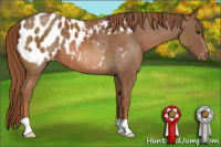 Horse Color:Chestnut Appaloosa 