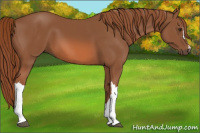 Horse Color:Liver Chestnut 