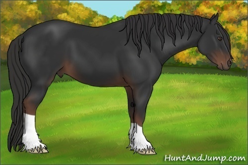 Horse Color: Liver Chestnut 