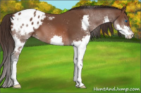 Horse Color:Bay Splash Appaloosa 
