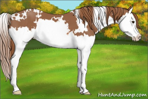 Horse Color: White Spotted Chestnut Splash 