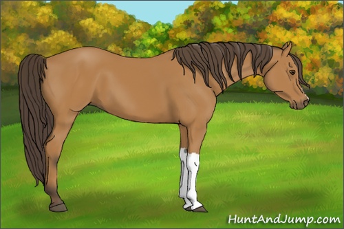 Horse Color: Buckskin 