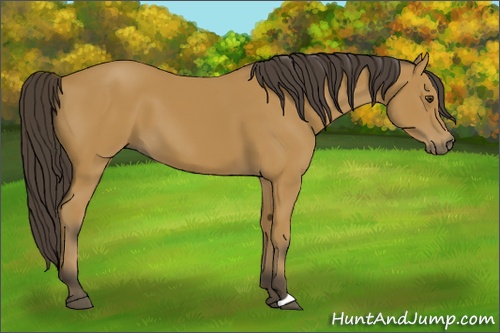 Horse Color: Buckskin 