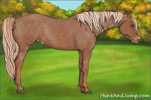 Horse Color: Chestnut Varnish Rabicano 