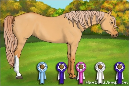 Horse Color: Palomino Dun 