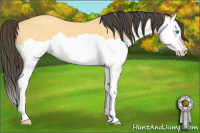 Horse Color:Buckskin Splash 