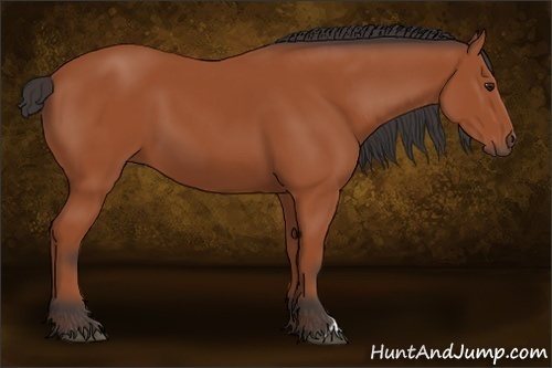 Horse Color: Bay 
