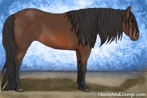 Horse Color: Bay 