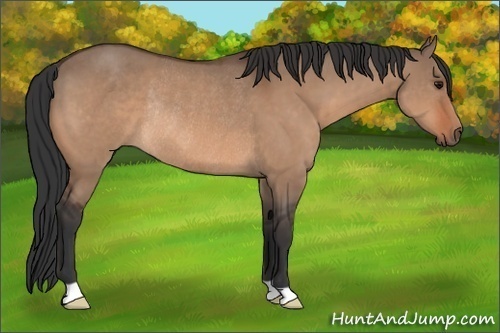 Horse Color: Unknown 
