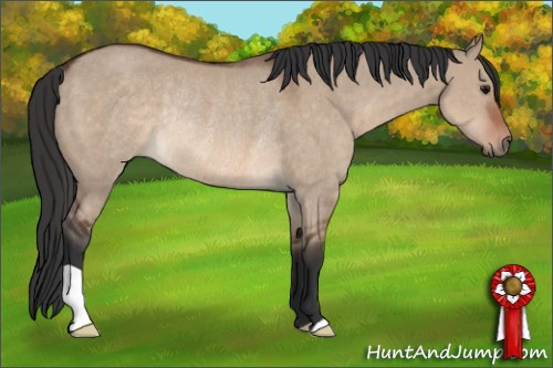 Horse Color: Unknown 