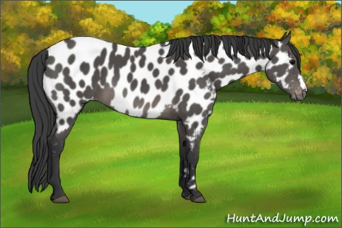 Horse Color: Brown Near Leopard 