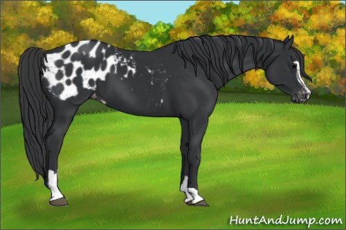 Horse Color: Brown Sabino Blanket 
