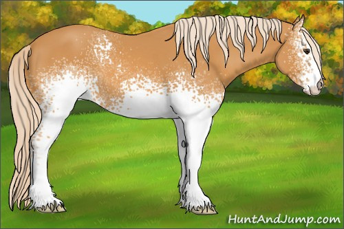 Horse Color: White Spotted Palomino 