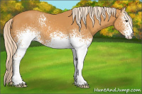 Horse Color:White Spotted Palomino