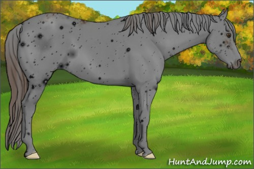 Horse Color: ERROR: UNKNOWN ANOMALY