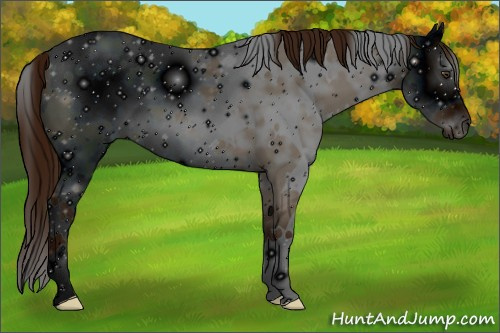 Horse Color: ERROR: UNKNOWN ANOMALY