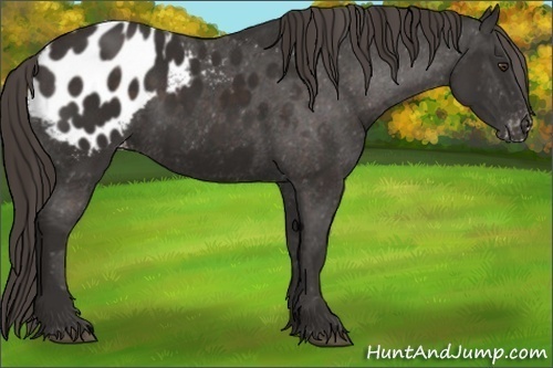 Horse Color: Liver Chestnut Sabino Blanket 