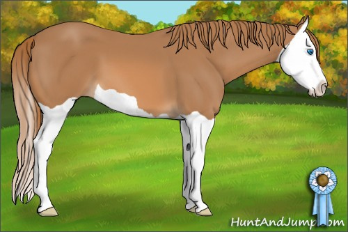Horse Color: Chestnut Splash 