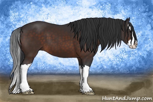 Horse Color: Bay Sabino Splash 