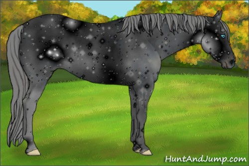 Horse Color: ERROR: UNKNOWN ANOMALY