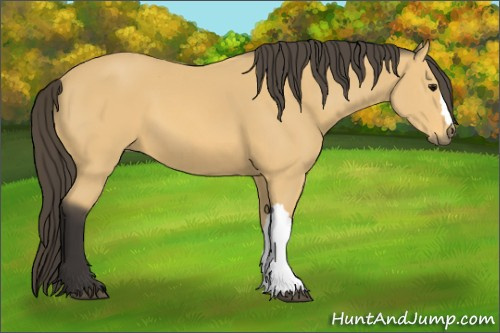 Horse Color: Unknown 