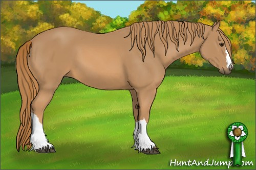 Horse Color: Chestnut 