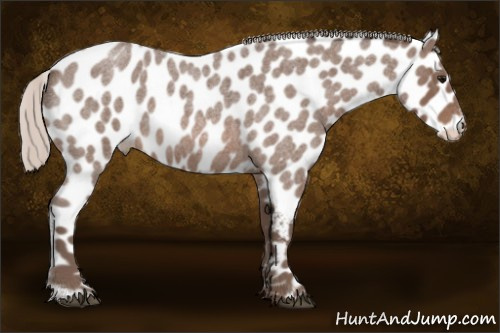 Horse Color:Silver Brown Roan Appaloosa 