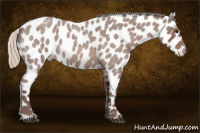 Horse Color:Silver Brown Roan Leopard