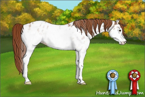 Horse Color: White Spotted Chestnut Tobiano Near Leopard 