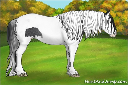 Horse Color: Black Splash Tobiano Rabicano 