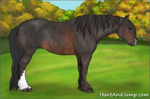 Horse Color: Brown Rabicano  Brindle