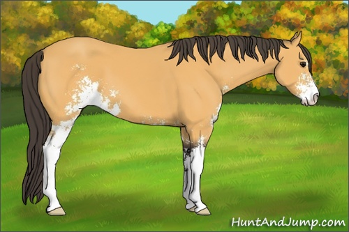 Horse Color: Buckskin Sabino 