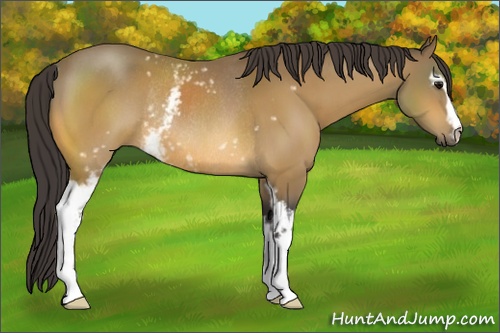 Horse Color: White Spotted Buckskin Rabicano 