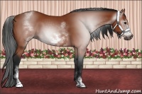 Horse Color:Gray White Spotted Bay Frame 