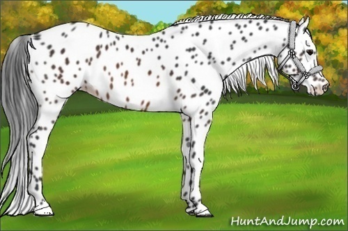 Horse Color: Brown Leopard 