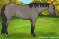 Horse Color:Grullo Rabicano 