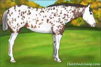 Horse Color:Bay Splash Appaloosa 
