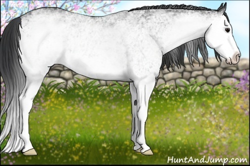 Horse Color: White Spotted Black Splash 